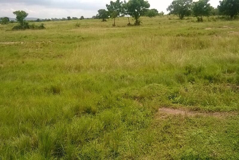land-2